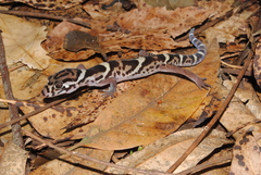 Coleonyx mitratus