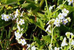 Myosotis stolonifera