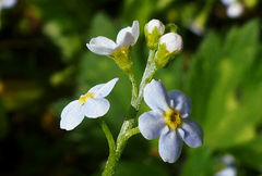 Myosotis stolonifera