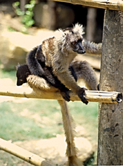 Eulemur macaco
