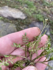 Planodes virginicum