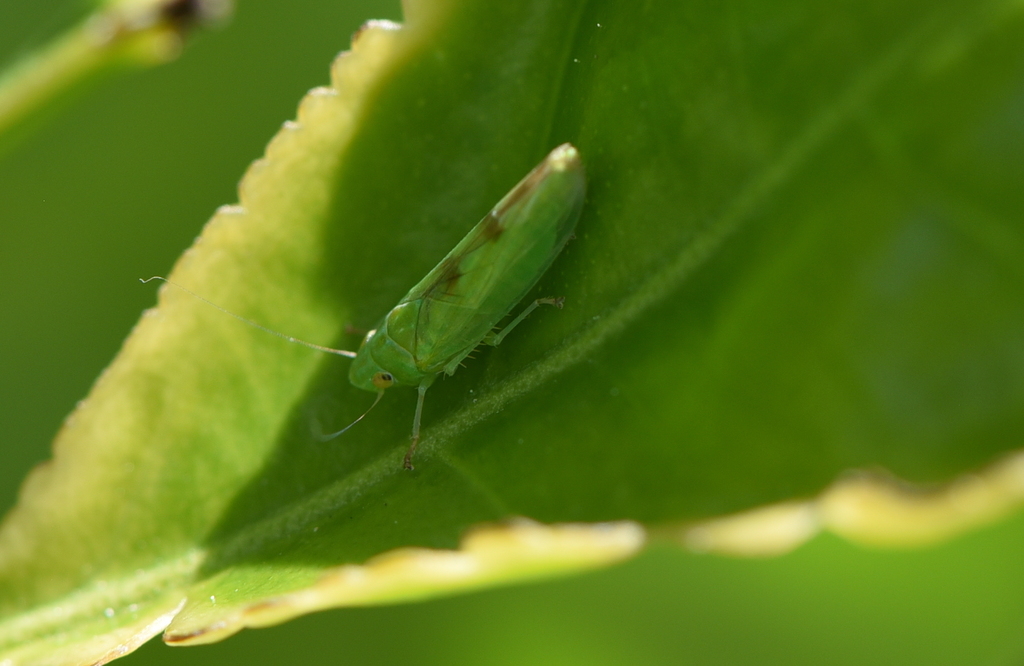 Neocoelidiana obscura