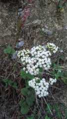 Ageratina riparia