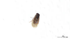 Drosophila repleta