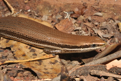Marisora roatanae