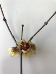 Chimonanthus