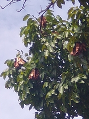 Swietenia macrophylla