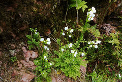 Cardamine caldeirarum
