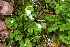 Cardamine caldeirarum