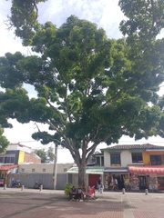 Swietenia macrophylla