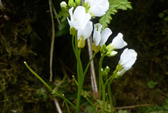 Cardamine caldeirarum