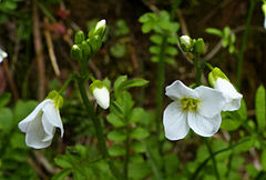 Cardamine caldeirarum