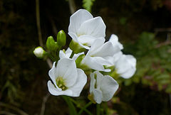 Cardamine caldeirarum