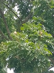 Swietenia macrophylla