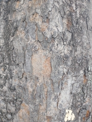 Swietenia macrophylla