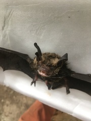 Histiotus magellanicus