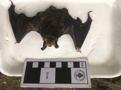 Histiotus magellanicus