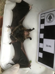 Histiotus magellanicus