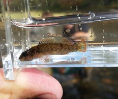Etheostoma camurum