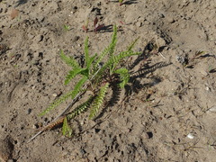 Achillea millefolium