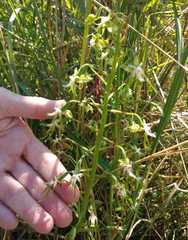 Habenaria schimperiana