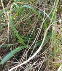 Habenaria schimperiana
