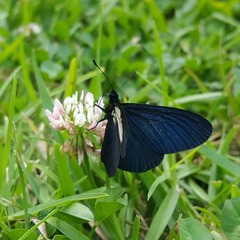 Altinote ozomene nox