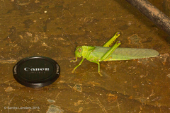 Tropidacris cristata grandis