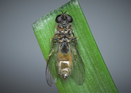 Many-tufted Sedgesitter