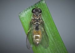 Platycheirus scutatus