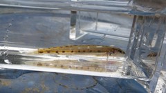 Ammocrypta pellucida