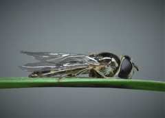 Platycheirus scutatus