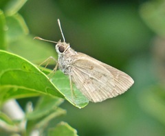 Cymaenes lepta