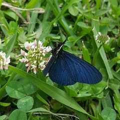 Altinote ozomene nox