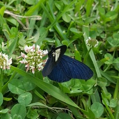 Altinote ozomene nox