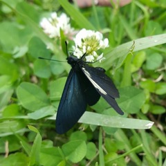 Altinote ozomene nox