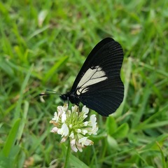 Altinote ozomene nox