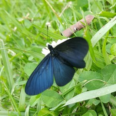 Altinote ozomene nox