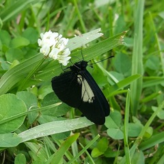 Altinote ozomene nox