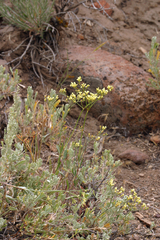 Eriogonum microtheca ambiguum