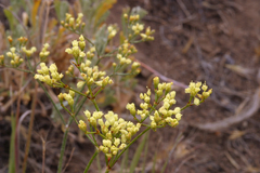 Eriogonum microtheca ambiguum