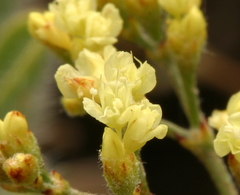 Eriogonum microtheca ambiguum