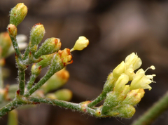 Eriogonum microtheca ambiguum