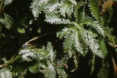 Ridleyandra morganii