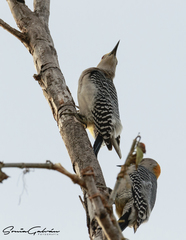 Melanerpes aurifrons