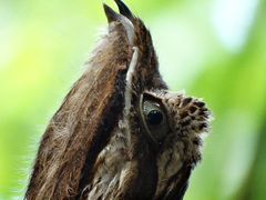 Nyctibius aethereus