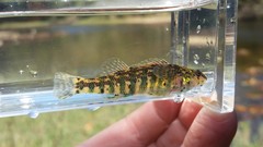 Etheostoma zonale