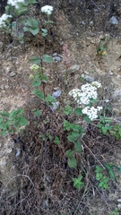 Ageratina riparia