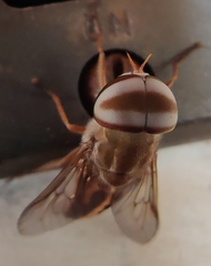 Tabanus