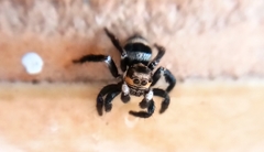 Corythalia argentinensis
